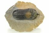 Morocconites Trilobite Fossil - Multi-Toned Shell Coloration #284062-3